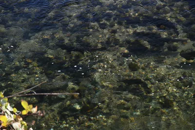 DSC_6518 (Large).JPG